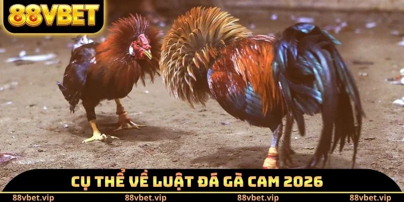Cụ thể về luật đá gà Cam 2026
