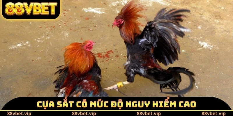 Cựa sắt có mức độ nguy hiểm cao